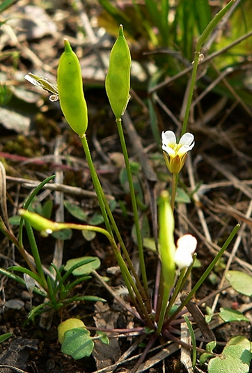 {Leavenworthia exigua var. exigua}